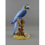 A ROYAL CROWN DERBY MODEL OF A MACAW, 26.5 cms high