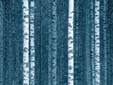 JONATHAN MARSH limited edition (2/10) canvas print - 'Winter Birch Trees' taken in North Wales, sig