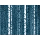 JONATHAN MARSH limited edition (2/10) canvas print - 'Winter Birch Trees' taken in North Wales, sig