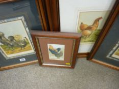 Parcel of antique prints featuring poultry 'Cinnamon Coaching Hen', 'White Dorking', 'Silver Polish'