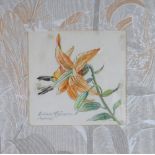 LEONORA ISON watercolour & pencil - study of a lily with title in Latin, signed, 14 x 14cms