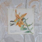 LEONORA ISON watercolour & pencil - study of a lily with title in Latin, signed, 14 x 14cms