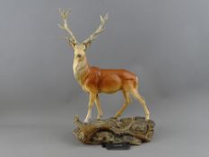 A BESWICK MODEL OF A STAG from the Connoisseur Series, 33 cms high, 22 cms wide, with original