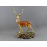 A BESWICK MODEL OF A STAG from the Connoisseur Series, 33 cms high, 22 cms wide, with original