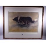 WILLIAM SELWYN coloured limited edition (187/500) print - study of a sheepdog in pursuit, signed