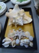 Large seashell and other shells