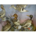 Hutchins, Aberystwyth cased taxidermy study of five ducks