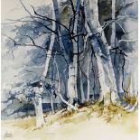 Framed watercolour by DAVID MORRIS of a woodland with silver birches, 28 x 26cms