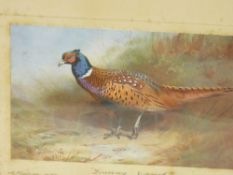 A THORBURN three prints - British wild birds, 15 x 23 cms