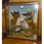 Taxidermy case of mixed birds in naturalistic setting to include duck, possibly quail Condition