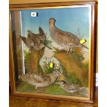 Cased taxidermy of mixed birds to include grey partridge in naturalistic setting Condition Report: