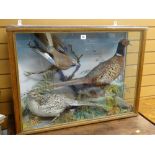 An antique three-bird taxidermy display preserved well and including a jay & two pheasants on