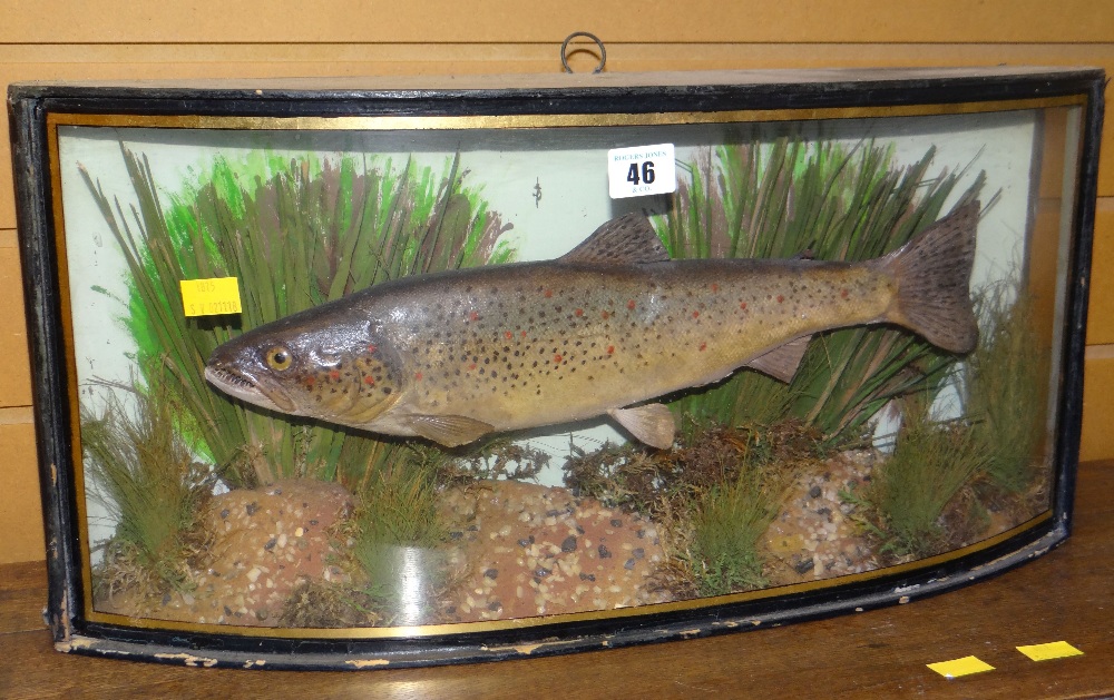 Taxidermy brown trout specimen in bow fronted case within naturalistic setting, label to base 'taken