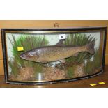 Taxidermy brown trout specimen in bow fronted case within naturalistic setting, label to base 'taken