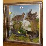 Cased taxidermy of mixed birds to include grey partridge, curlew etc in naturalistic setting