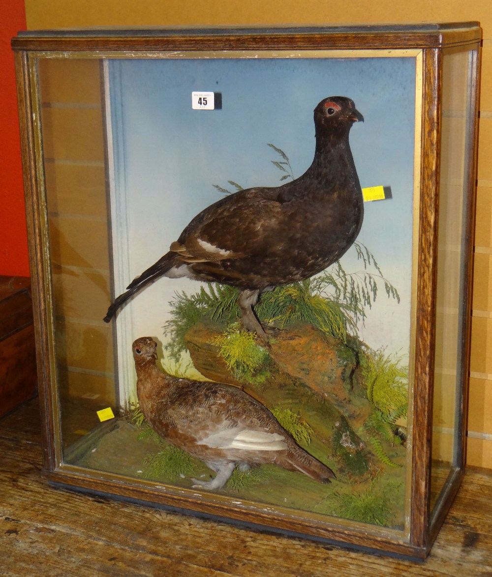 Cased taxidermy housing grouse on naturalistic rock work & foliate base, label to reverse reading '