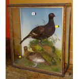 Cased taxidermy housing grouse on naturalistic rock work & foliate base, label to reverse reading '