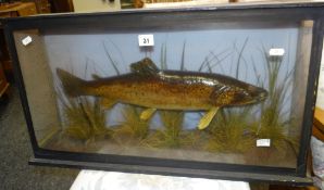 An antique taxidermy cased trout Condition Report: please request via email. Condition reports not
