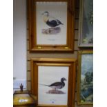 Pair of vintage framed prints - sea birds