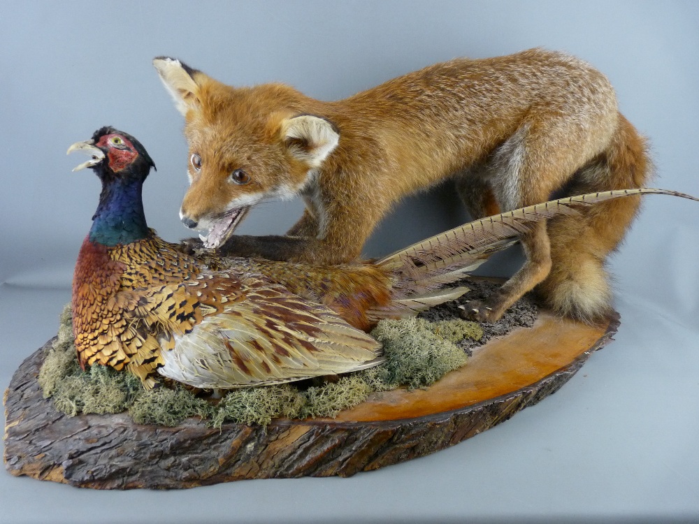 TAXIDERMY - a fox and pheasant study, naturalistic pose on a polished timber base, 83 cms long
