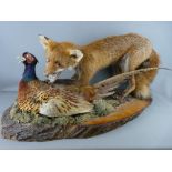 TAXIDERMY - a fox and pheasant study, naturalistic pose on a polished timber base, 83 cms long