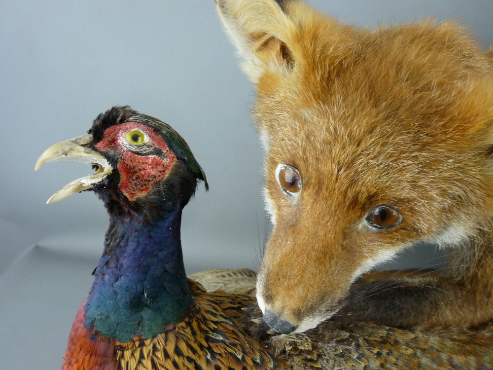 TAXIDERMY - a fox and pheasant study, naturalistic pose on a polished timber base, 83 cms long - Image 2 of 2