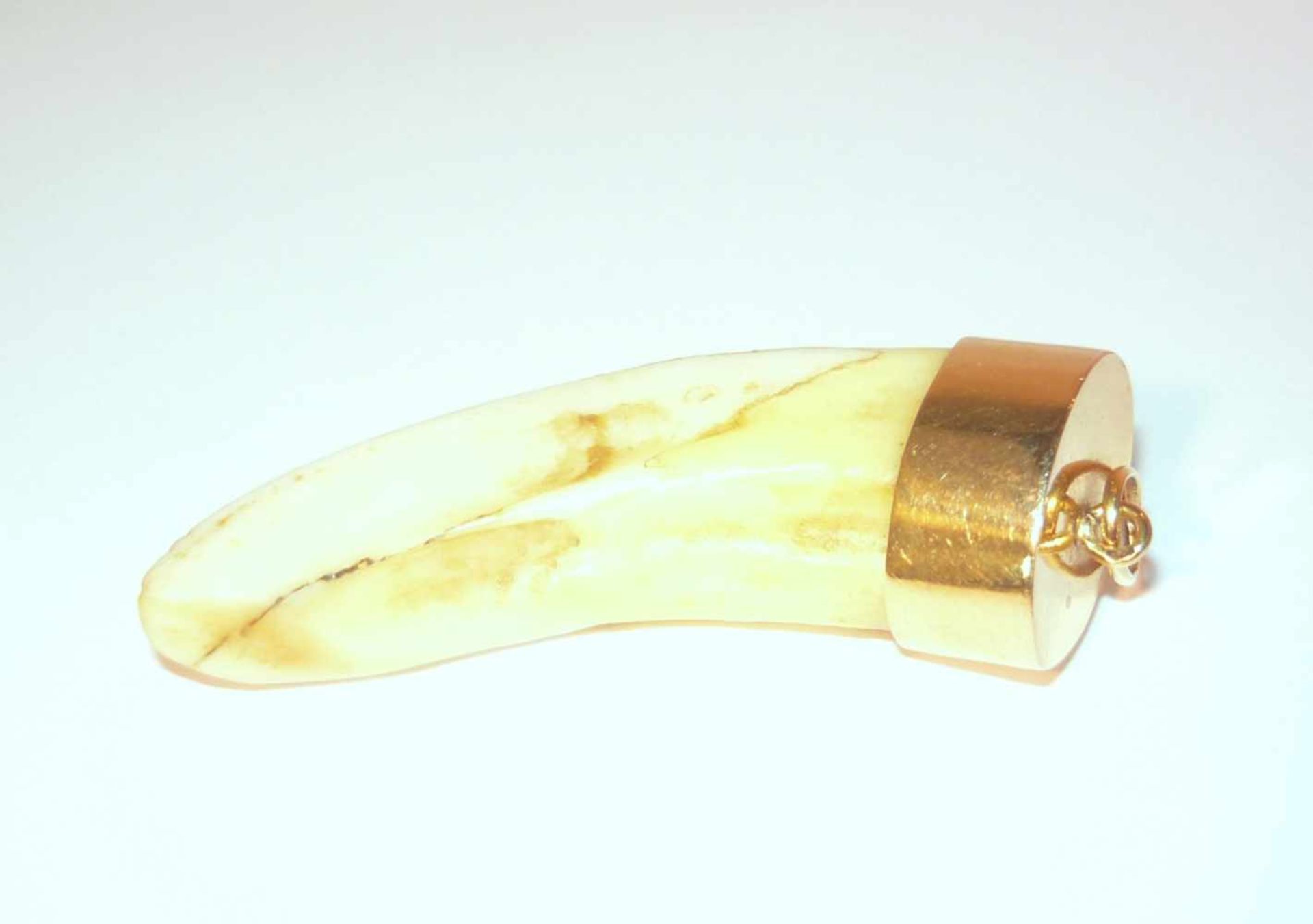 Großer Zahn mit Montierung. Wohl Gold. L. ca. 5 cm.Large tooth, mounted. Prob. gold. L. ca. 5 cm.