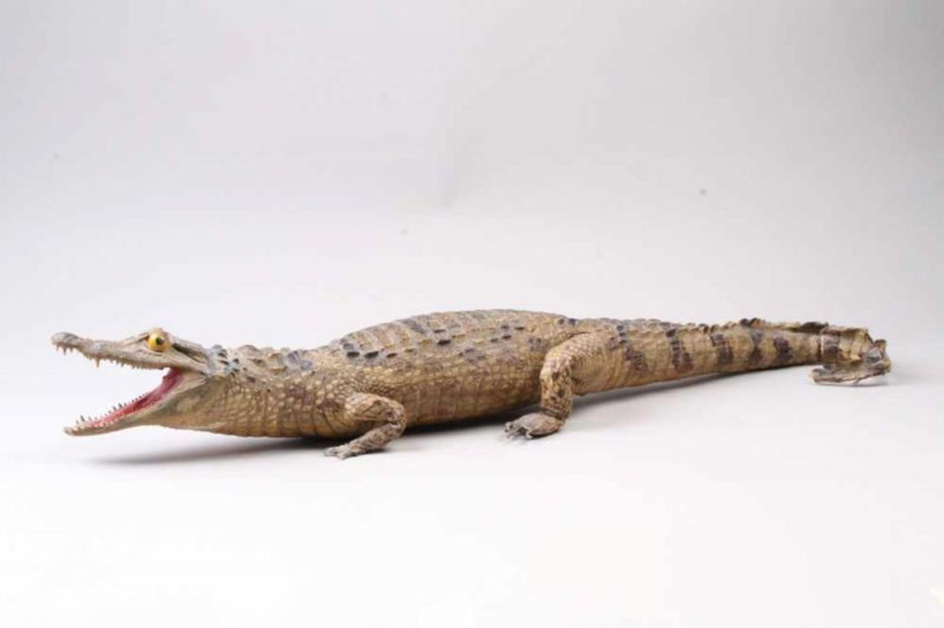 Alligator.Für dieses Objekt ist für den Export in Ländern außerhalb der EU eine Genehmigung nach