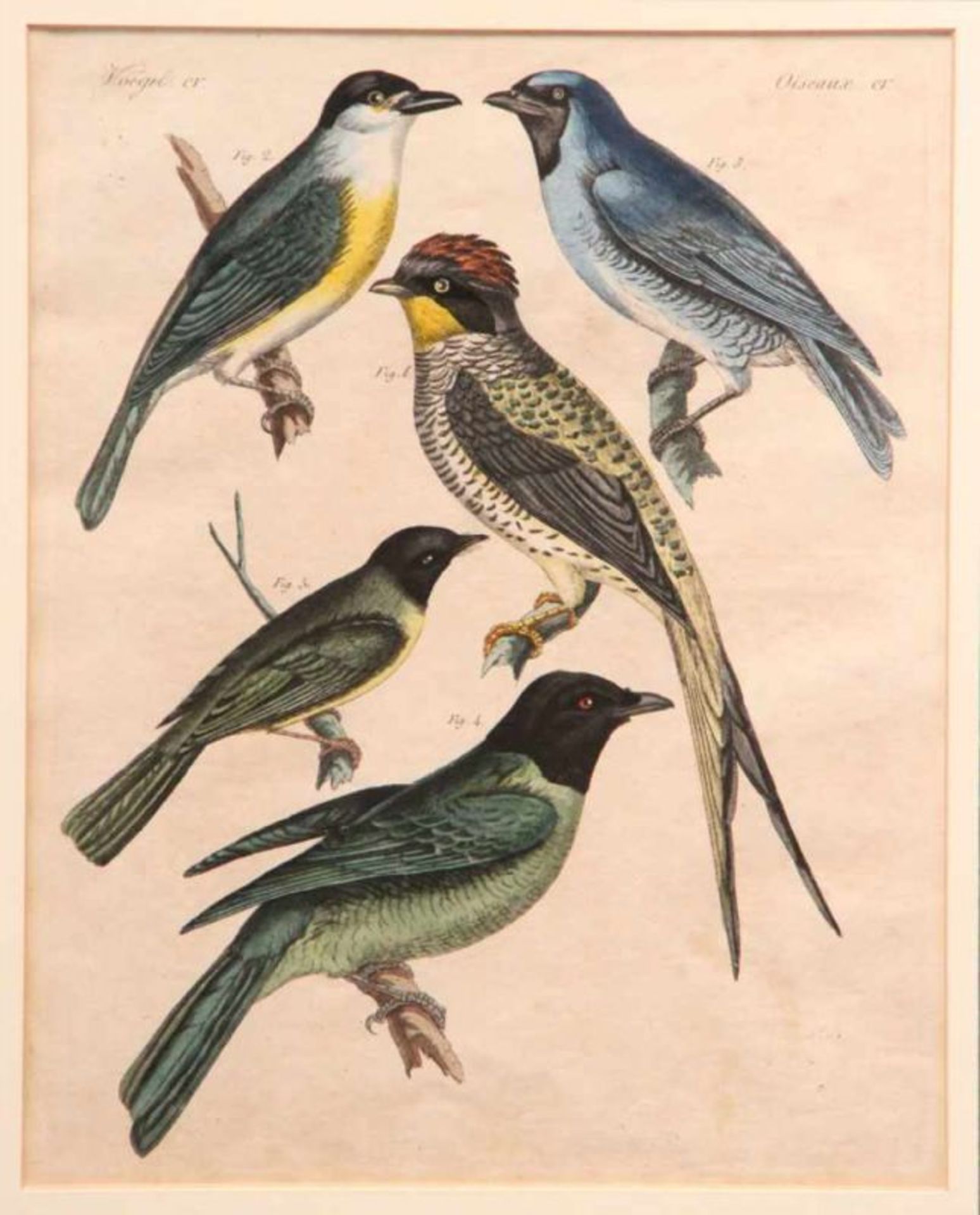 Kupferstich. 18. Jh.Verschiedene Vögel, altkoloriert. Passepartout, unter Glas. H: 23 x 18,5 cm.