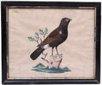 Federbild.Egerland 19. Jh. Auf aquarelliertem Baumsockel stehende Amsel mit naturalistischem