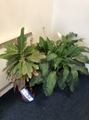 2 Potted Plant Displays