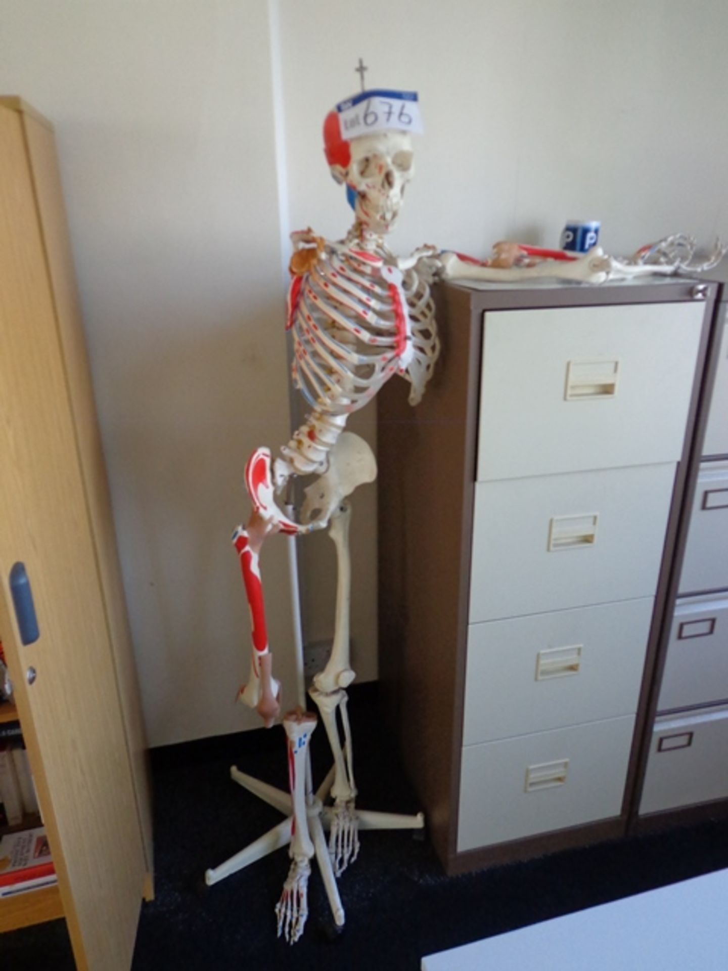 Medical Training Skeleton on stand