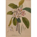 Redoute, Pierre Joseph "Plumeria" (St. Hubert 1759-1840 Paris) Kolorierter Kupferstich. Unten