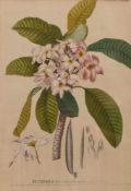 Redoute, Pierre Joseph "Plumeria" (St. Hubert 1759-1840 Paris) Kolorierter Kupferstich. Unten