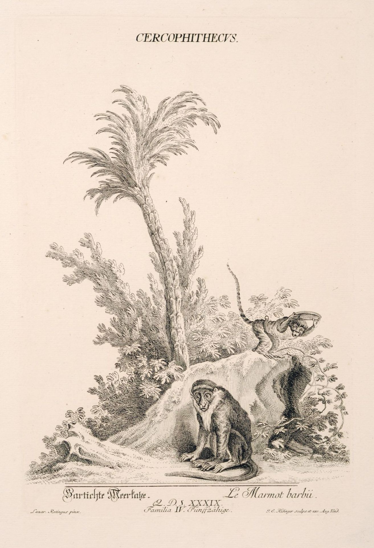 Johann Elias Ridinger, Sieben Tierdarstellungen. 1738-1740. Johann Elias Ridinger 1698 Ulm  1767 - Bild 3 aus 7