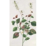 Cattrani, Baldassare(tätig ca. 1776-1810)Zugeschrieben "Plumbago zeylanica". Aquarell auf Pergament.