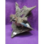 A vintage taxidermy of a Jay Bird Garrulus Glandarius perched on drift wood base