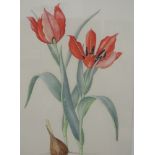 A watercolour, Margaret Stones, still life, Tulip, signed and attributed verso, 9 x 6 inches