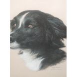 A pastel sketch, Joel Kirk, Border Collie, signed, 12.5 x 12 inches