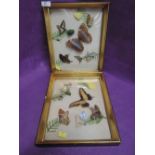 Two framed replica insect displays
