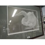 A vintage black and white print of gannet bird after J S Gibb 93 / 500