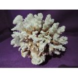 A vintage piece of petrified sea coral