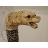 A Victorian gents walking stick having a carved bone handle in the form of a dog's head above a