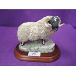 Border Fine Arts study, Blackface Tup B169