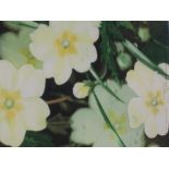 A watercolour, Tyd, Primroses, indistinctly signed, 9in x 7in