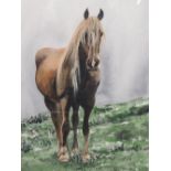 A watercolour, Philip Allder, study of horse, signed, 16in x 10.5in