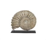 Fosil ammonites, periodo cretáceo inferior Medidas: 34 x 56 cm Destaca por sus grandes dimensiones.