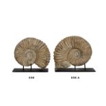 Fosil ammonite, periodo cretáceo inferior Medidas: 34 x 43 cm