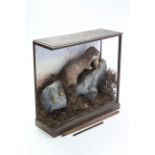 A taxidermist’s display of an otter, a fish, and a toad, in pine case, 34½” wide x 32½” high, w.a.