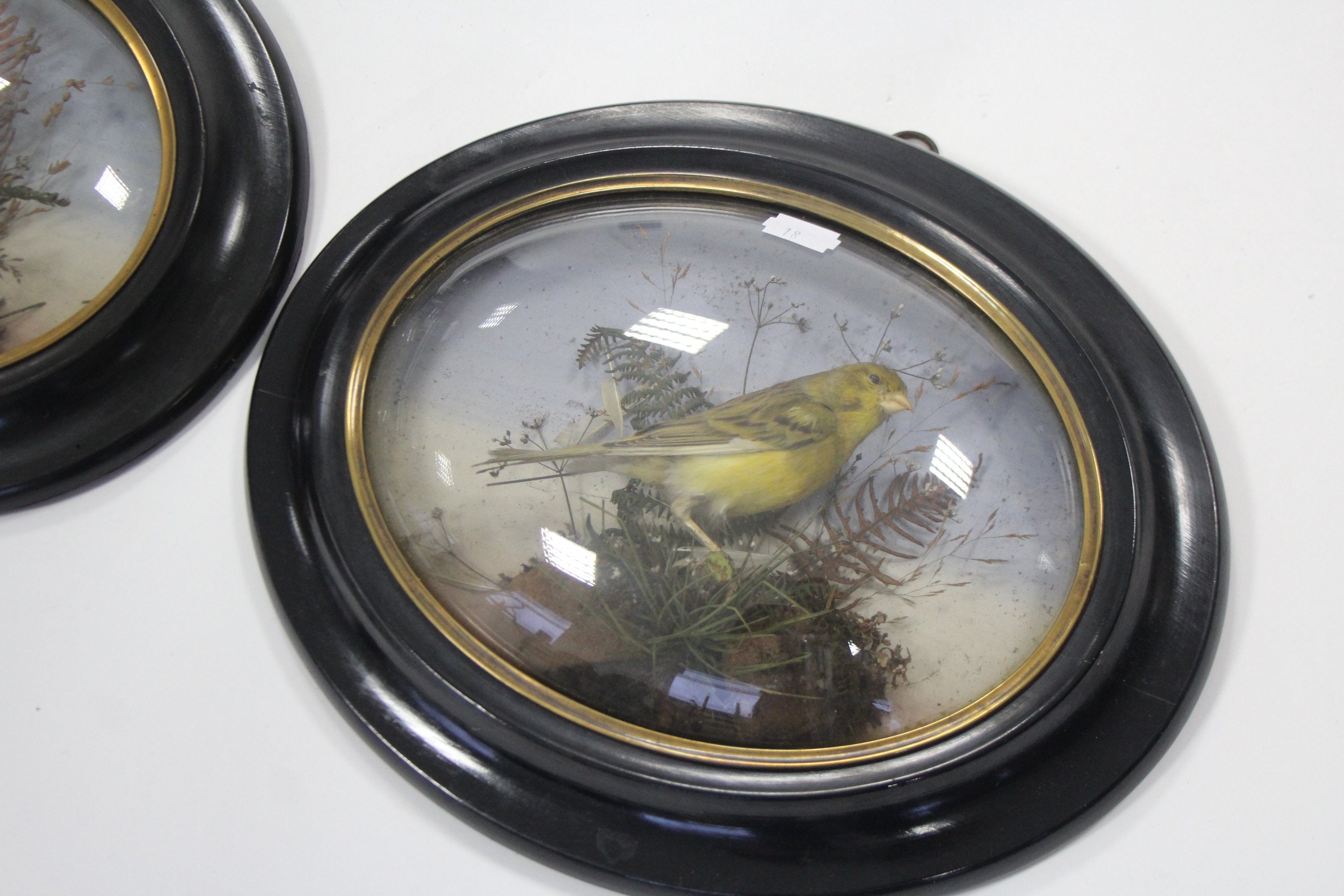 A pair of taxidermist’s displays of yellow birds, each mounted amongst grasses, & in ebonised wooden - Image 4 of 5